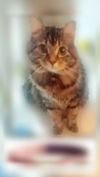 Missing cat Female, New York (usl539820) - photo