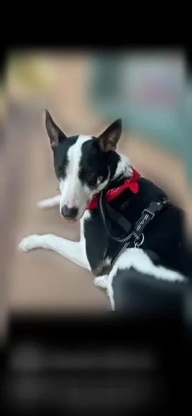 Lost dog, South Tuttle Avenue, Southgate, Sarasota - male black and white shepherd - photo
