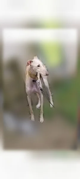 Chien perdu, femelle, Sainte-Flaive-des-Loups — collier jaune, très craintive - photo
