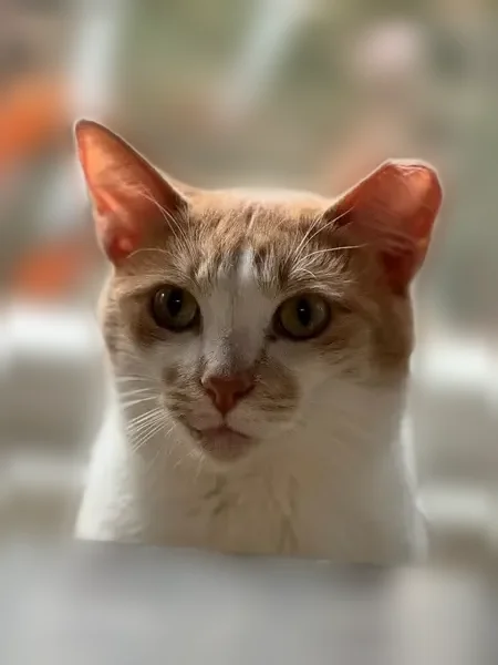 Lost cat, Evans Ridge Drive, Atlanta - male, orange and white shorthair, snaggle tooth - photo
