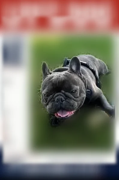 Lost dog, West Oswego Avenue, 5370, Fresno - male - photo