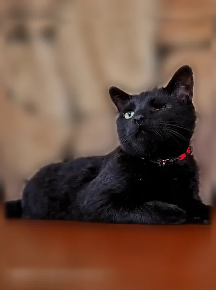 Lost cat, North Oakwood Drive, 36821, Lake Villa, Chicago — male, black short-haired, one eye, Chicago Cubs collar - photo