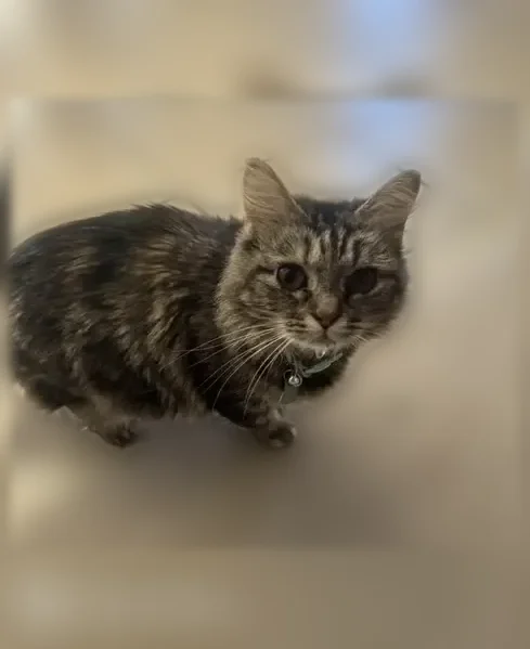 Lost cat, Candlewood Drive, 5702, Columbia - female - blue collar with name tag - photo