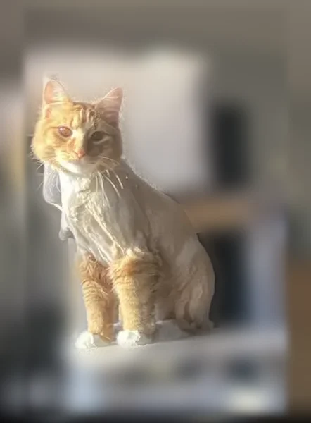 Lost cat, South 32nd Street, 3178, Milwaukee - male, recently groomed - photo