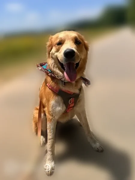 Lost dog, Ford Valley Road, 7272, Gadsden - female Great Pyrenees Boxer mix - photo