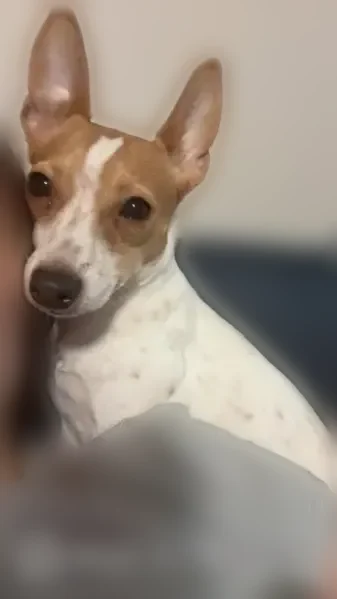 Lost dog, American Boulevard, Warner Robins, Alpharetta - white with light brown spots - photo