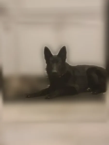Lost dog, Burgess Lane, 48, Fayetteville - female, timid, pink collar, E Collar - photo