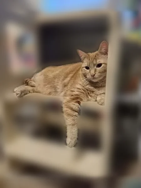 Lost cat, 17th Street Northeast, 604, Salem - petite female, green eyes - photo