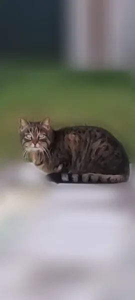 Chat trouvé, Route de Soupex, 10, Airoux, Labastide-Rouairoux - tigrée de type européen, ne se laisse pas approcher - photo