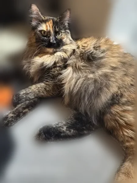 Lost cat, Northeast Holladay Street, 18925, Portland - female domestic longhair, tortoiseshell, pink collar with a bow - photo