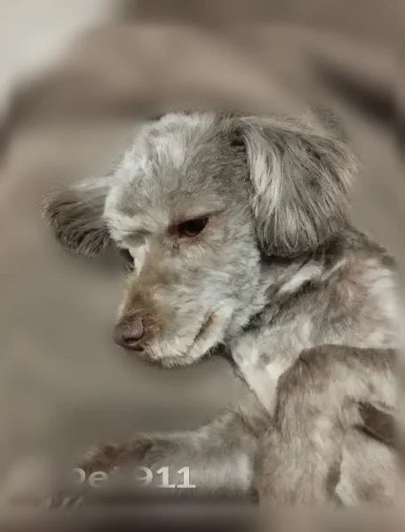 Chien perdu femelle, Le Gué de l'Épine, Le Val-Saint-Père - petit bichon gris à poil court - photo