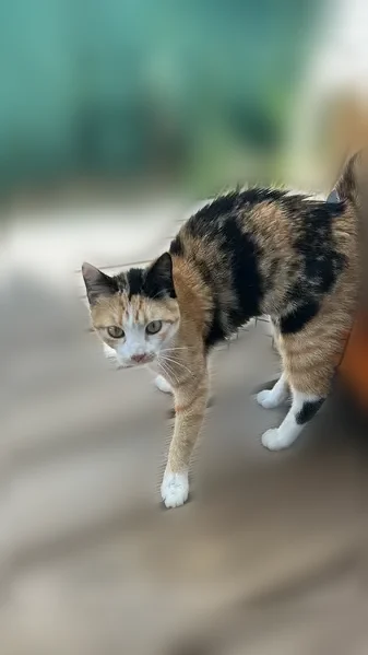 Chat trouvé femelle, Courée des grenouilles, Les Sables-d'Olonne, Nantes - tricolore et très sociable - photo