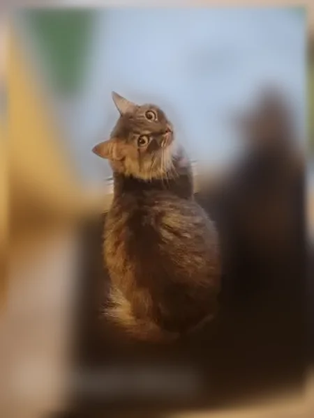 Perdu chat femelle, Rue Esclarmonde de Foix, 135, Béziers, Paris - stérilisée et pucée - photo