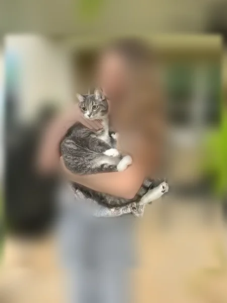 Lost cat, Walker Road, 1080, Byron - female, grey, chipped - photo