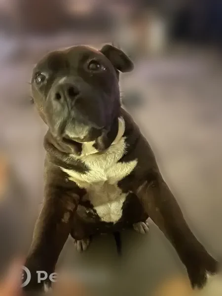 Chien perdu femelle, Pélissanne - noire et blanche - photo