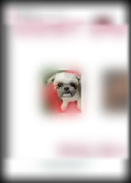 Lost dog, Burton Street, 2510, Stockton - female, small, fluffy, all brown - photo