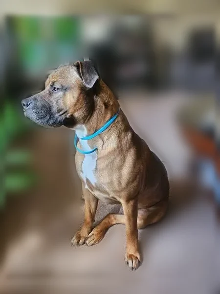 Lost dog, Outer Drive West, 8841, Detroit - male, brown with black face and white chest - photo