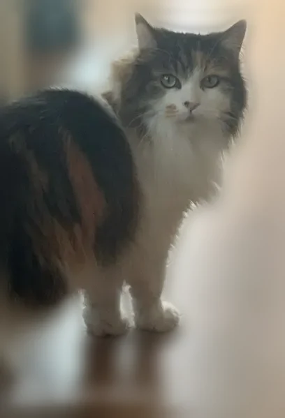 Chat perdu femelle, Rue du 11 Novembre, 25, Douai - très peureuse et calme - photo