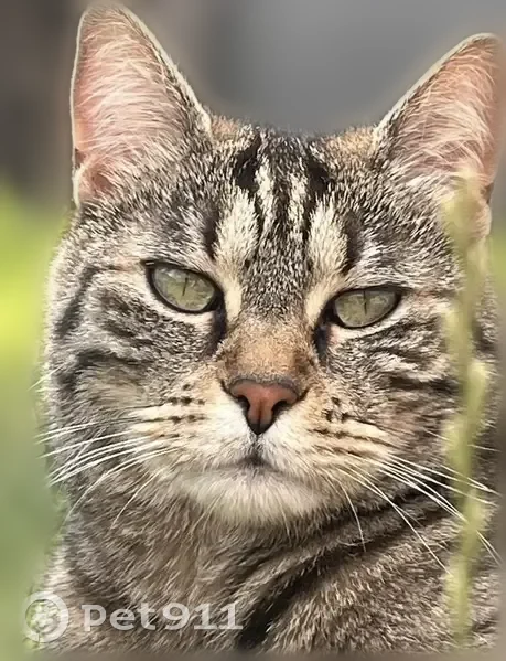 Chat perdu femelle, Rue des Violettes, La Rochelle - craintive - photo