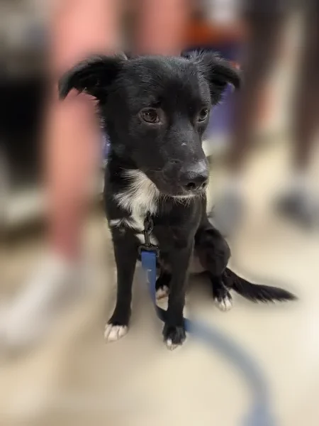 Lost dog, 8th Street, 6985, Lubbock - male, scar on his head - photo