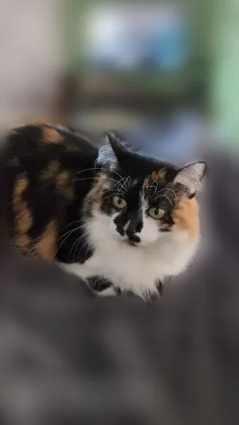 Chat perdu, Rue de la Chapelle, 390, Allinges - femelle isabelle 3 couleurs - photo