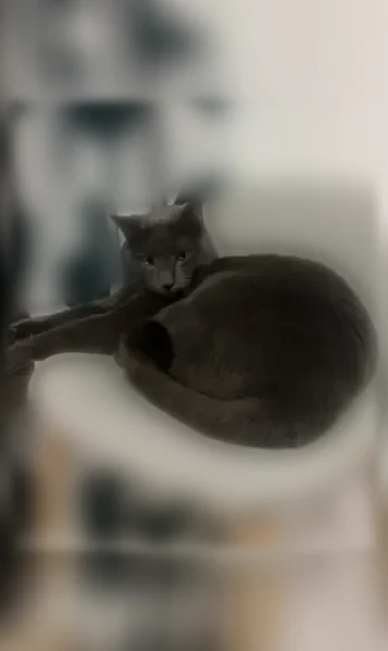 Chat perdu mâle, Chemin des Grands Vières, 75, Anse - jeune, pucé - photo