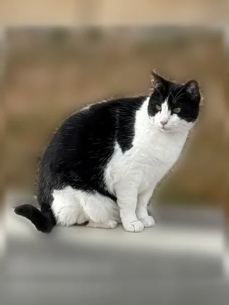 Lost cat, Sunset Drive, 2446, Lehi - female, black and white with yellow eyes - photo