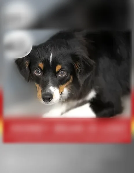 Lost dog, North 7th Avenue, 400, Brighton - female Mini Australian Shepherd with a collar and short red leash - photo