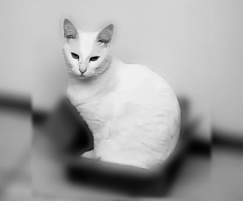 Lost cat, Vista Del Mar, 12001, Los Angeles — all-white female cat with green eyes - photo
