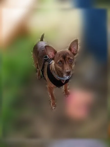 Lost dog, Northeast Anna Avenue, Hillsboro, Portland - female golden brown chihuahua mix - photo