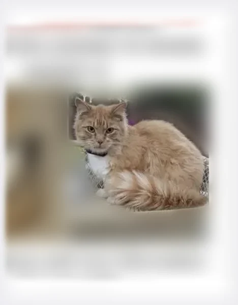 Missing cat Male, Colorado Springs (usl539872) - photo