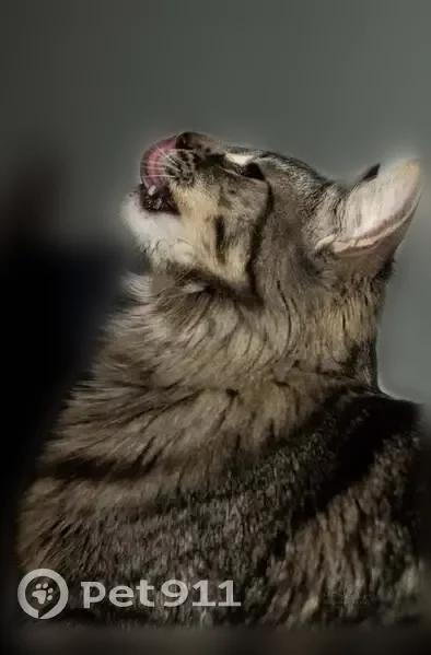Lost cat, Dublin Boulevard, 2828, Colorado Springs - shy male tabby - photo
