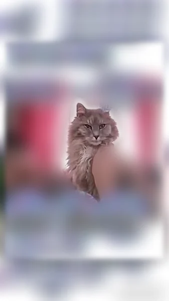 Lost cat, Powell Street, 530, Corydon - female, gray and white, light purple collar - photo