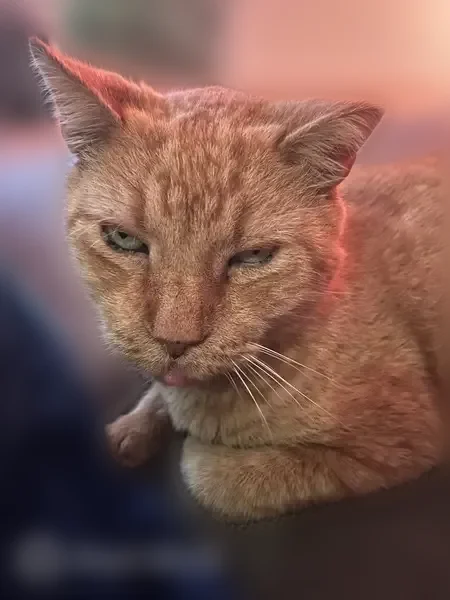 Lost cat, Gunn Road, 2012, Winter Park - elderly male orange cat with a clipped ear and missing fang - photo