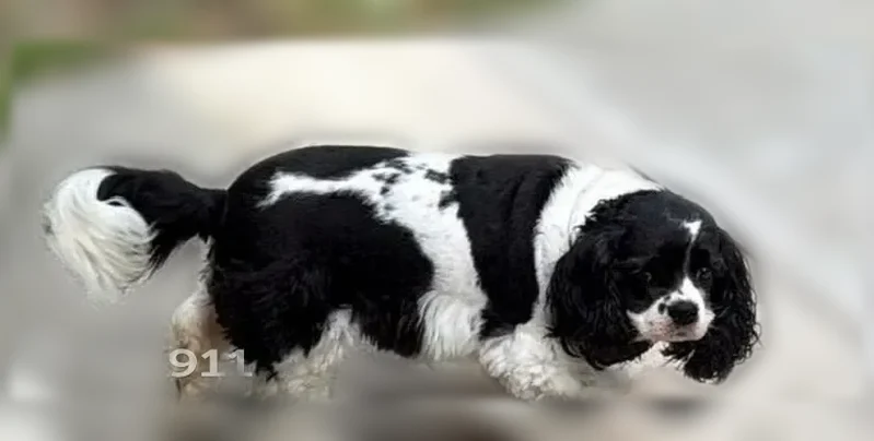 Lost dog, female, Taylor Drive, Bradenton - small black and white cocker spaniel with a red collar - photo