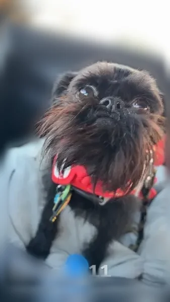 Lost dog, Amy Beth Street, 7423, Beckett Ridge - female, black coat, may have a flower collar - photo