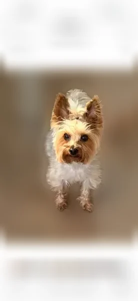Lost dog, Lakewood, Colorado, Denver — male Yorkie terrier, microchipped - photo