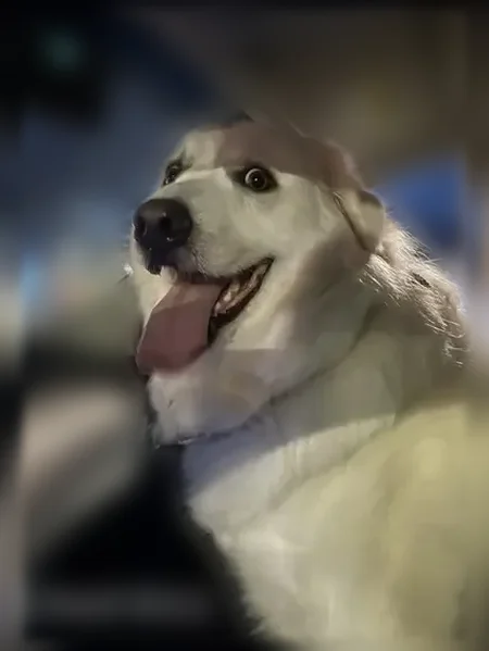 Lost dog, Big Ridge Road, 4333, Talking Rock - female, white fluffy coat, turquoise collar - photo