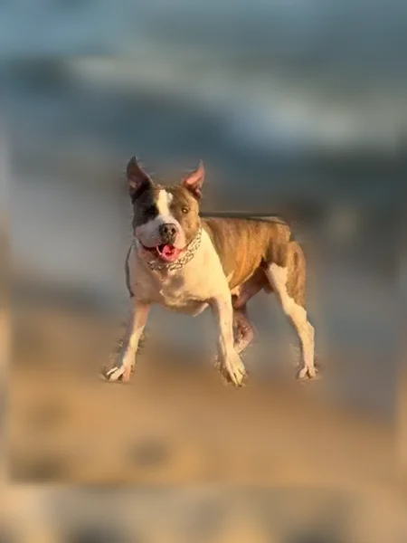 Lost dog, Hamptons Court, 998, Norton Shores, Detroit - male pit bull - photo