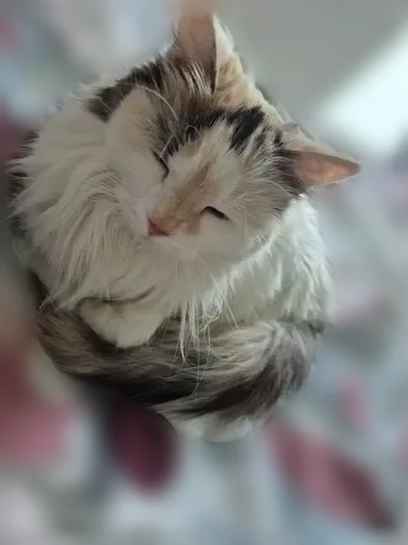 Chat perdu, femelle, Cergy, Paris - photo
