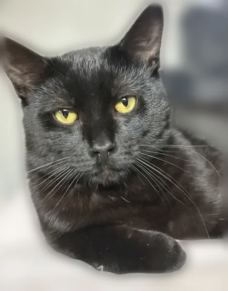 Lost cat, Dearborn Avenue, 1034, South Beloit - male, not fixed, not chipped - photo