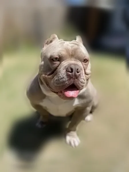 Lost dog, West Berry Street, 1701, Fort Worth - male pocket bully with cropped ears - photo