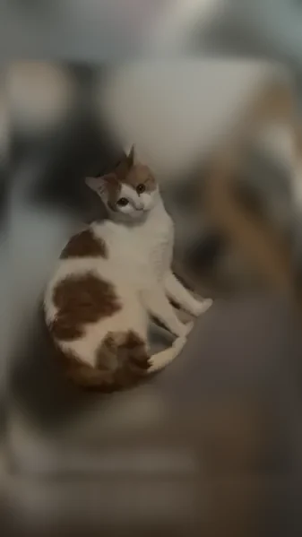 Perdu chat, femelle, Chemin de Lanusse, 115, Toulouse - rousse et blanche - photo