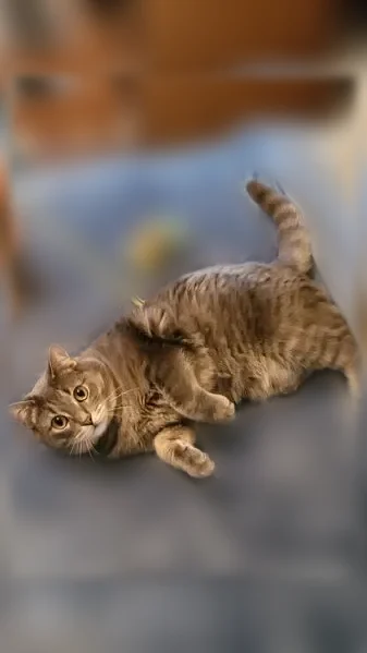 Lost cat, Silver Parkway, 16300, Fenton - male, gray, 3 years old - photo