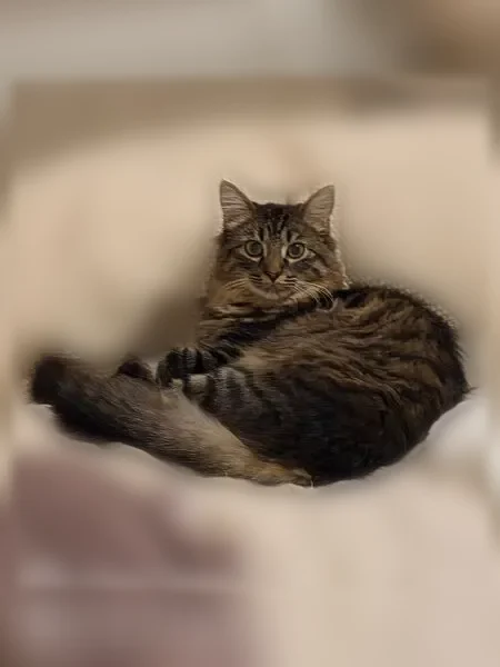 Lost cat, Henzlee Place, 8235, Cimarron Hills - brown tabby with a long fluffy tail - photo