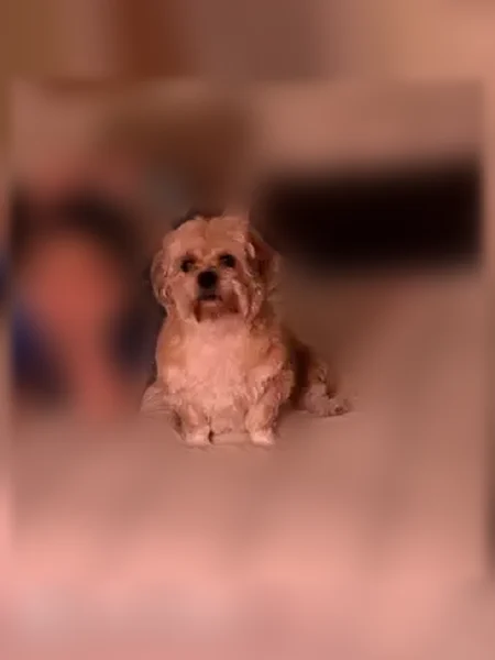 Lost dog, Evergreen Avenue, 204, Central Islip, Hartford — female, golden coat - photo