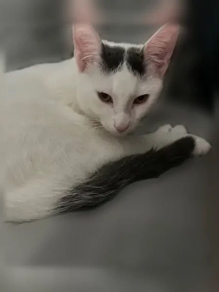 Chat perdu mâle, Rue Abrizio, 8, Brive-la-Gaillarde - blanc, deux taches noires sur la tête, queue noire - photo