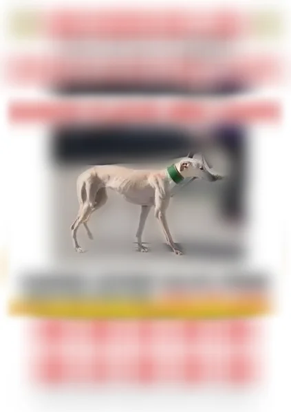 Chien perdu, Sainte-Flaive-des-Loups, Pays de la Loire - femelle lévrier espagnol très craintive - photo