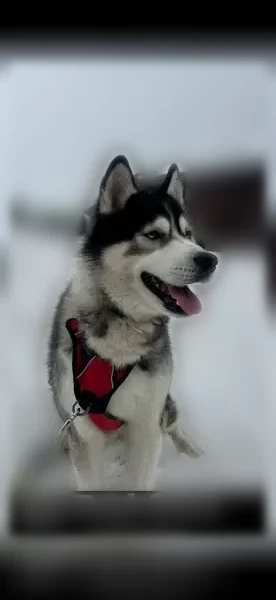 Chien perdu mâle, Rue Marcel Roux, 3, Mûrs-Erigné - harnais noir et rouge, collier rose - photo