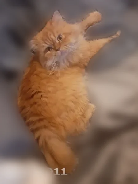 Chat perdu mâle, Rue Sisley, 9, Brest — roux, yeux verts, craintif - photo